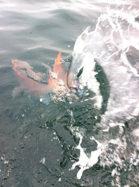 snapper release